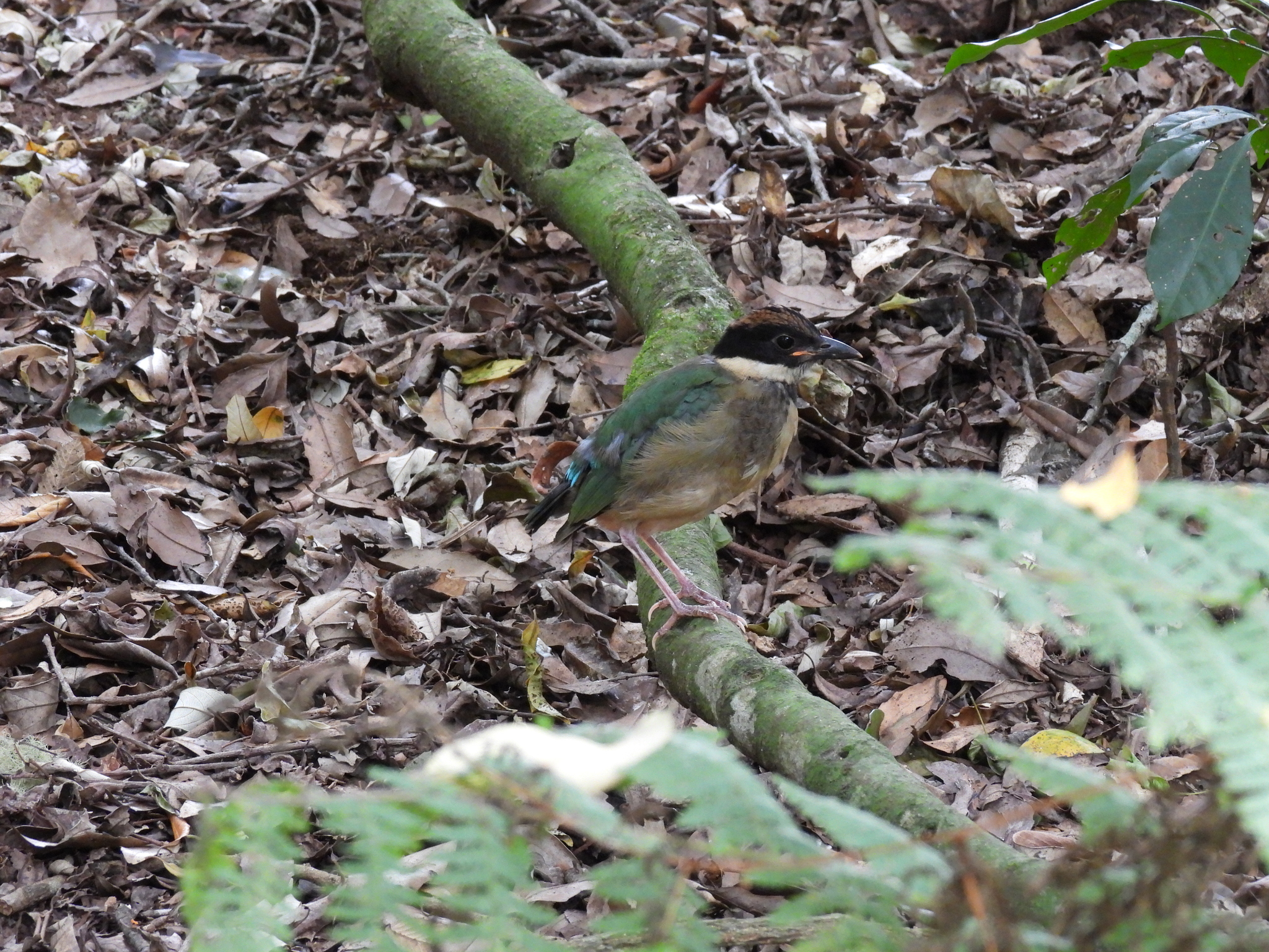 Noisy Pitta (Pitta versicolor), photo 4