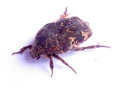 Protaetia fusca