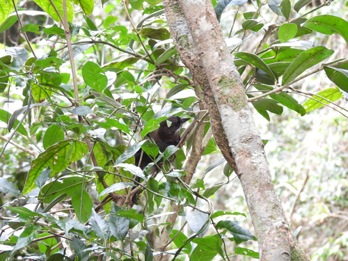 Eastern Whipbird (Psophodes olivaceus), photo 8