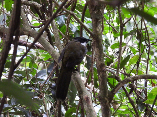 Eastern Whipbird (Psophodes olivaceus), photo 7