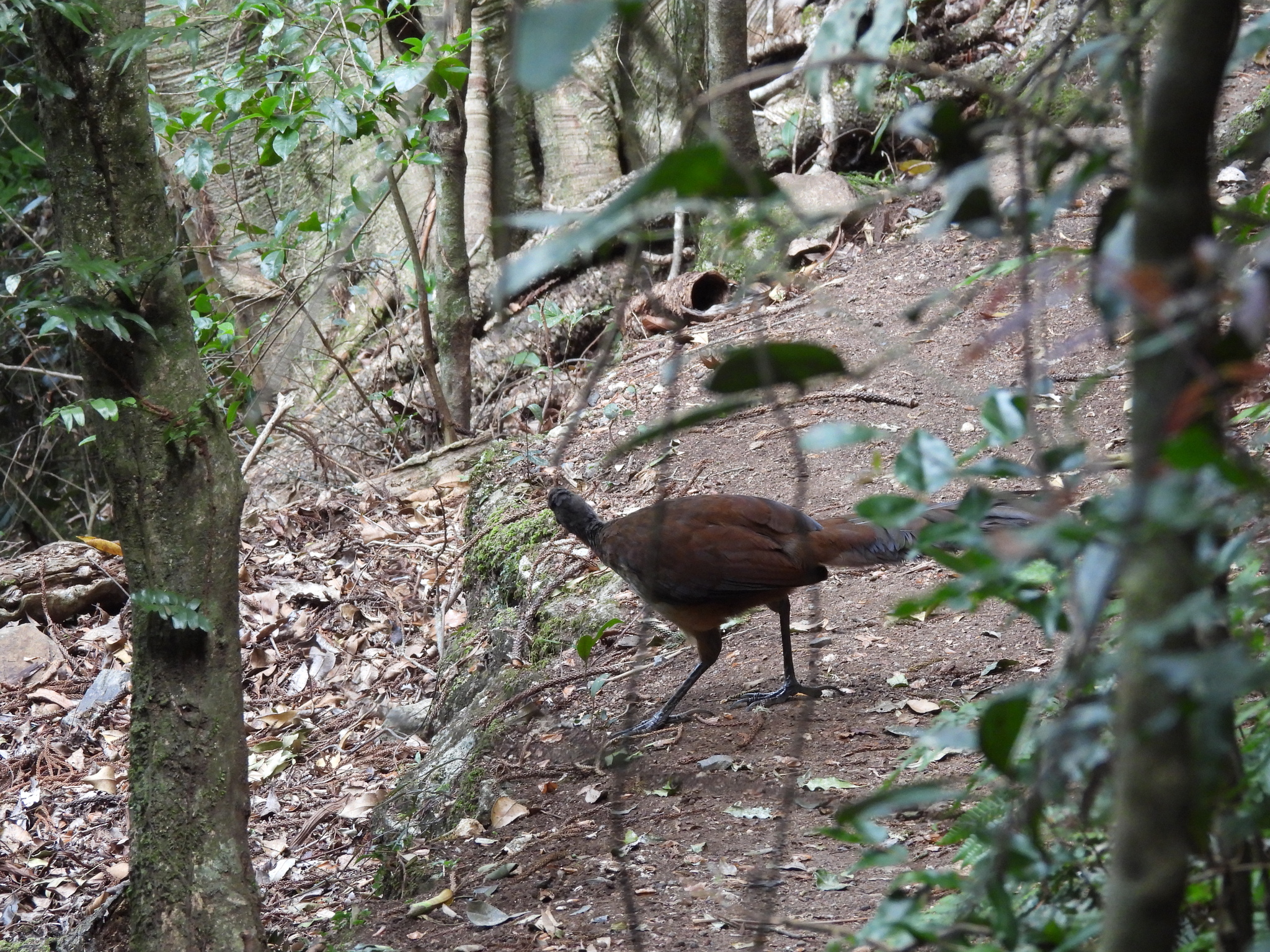 Albert's Lyrebird (Menura alberti), photo 4