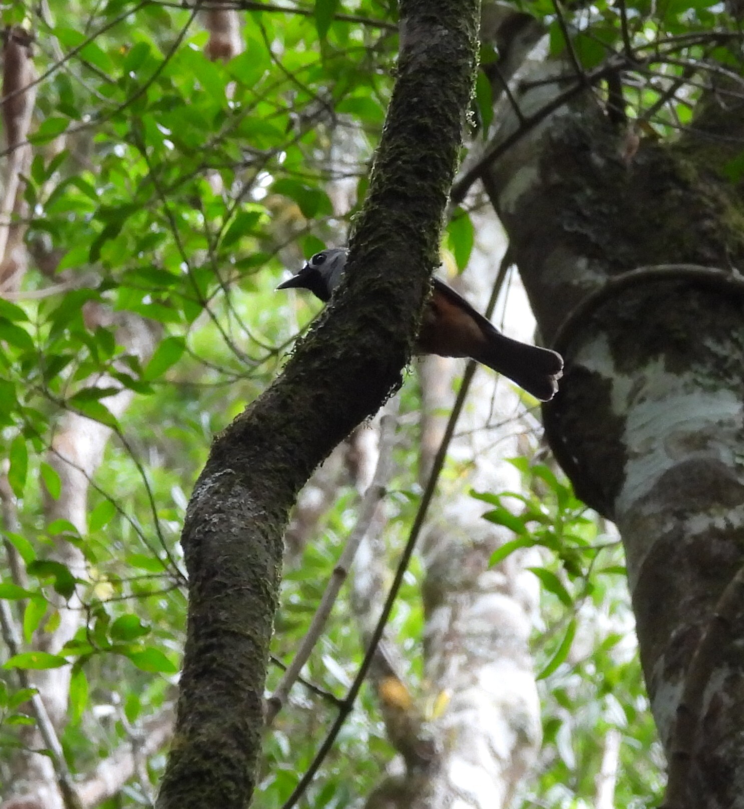 Black-faced Monarch (Monarcha melanopsis), photo 10