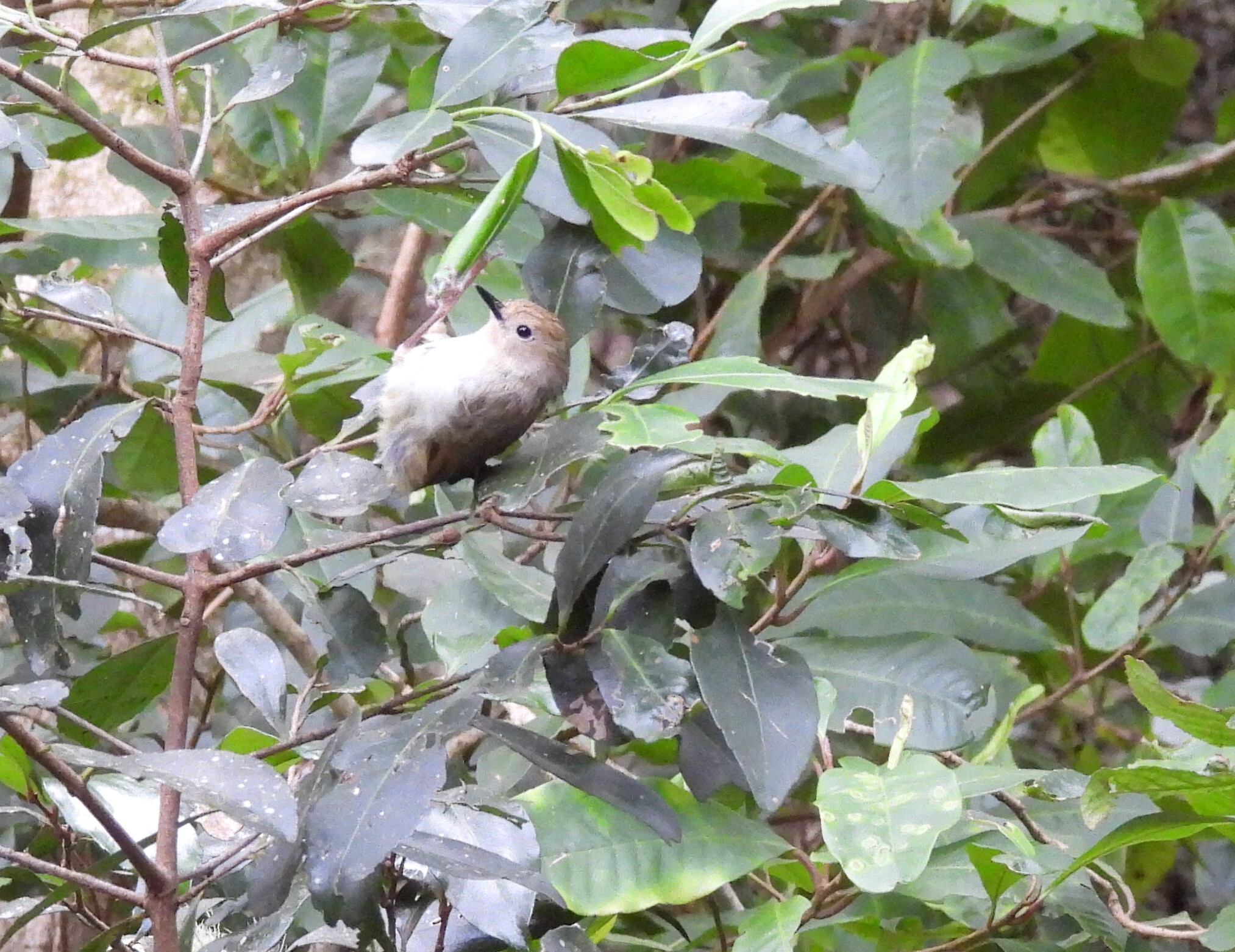 Large-billed Scrubwren (Sericornis magnirostra), photo 9