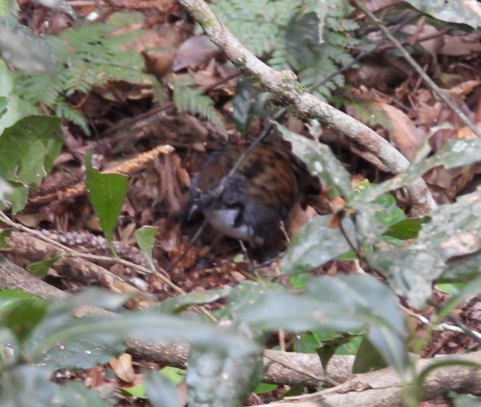 Australian Logrunner (Orthonyx temminckii), photo 9