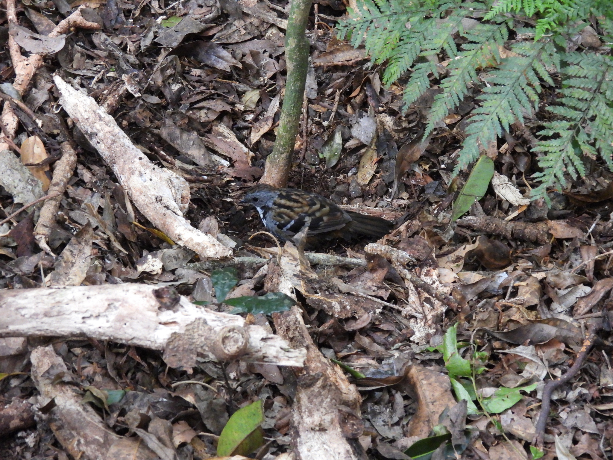 Australian Logrunner (Orthonyx temminckii), photo 10