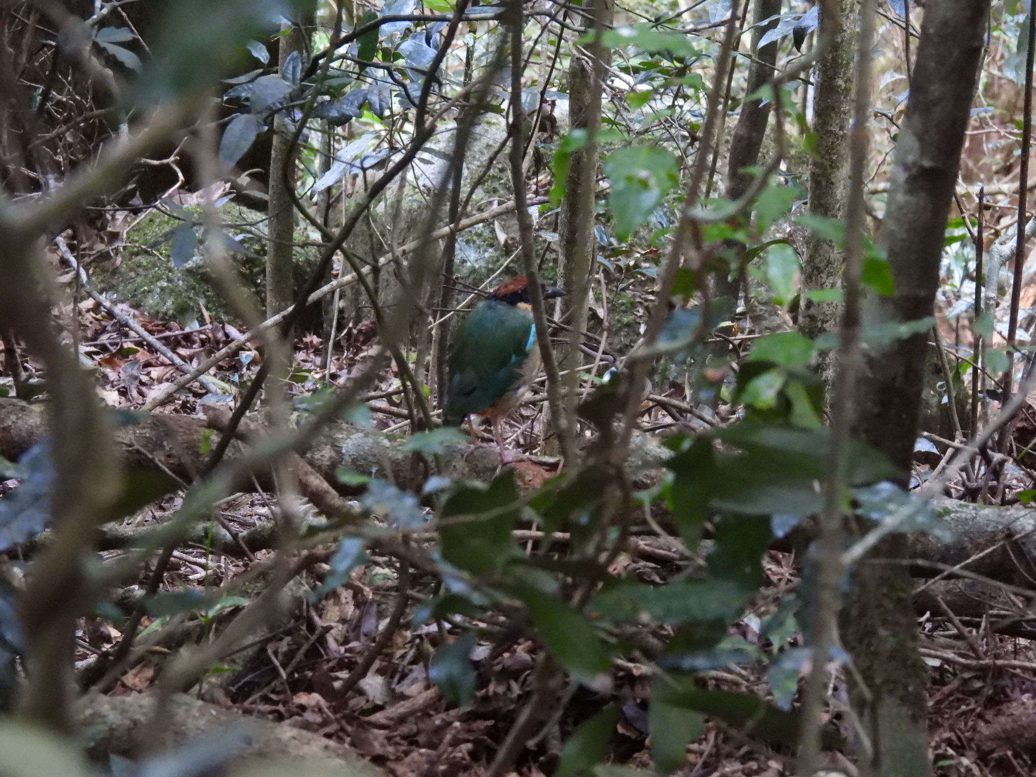 Noisy Pitta (Pitta versicolor), photo 3