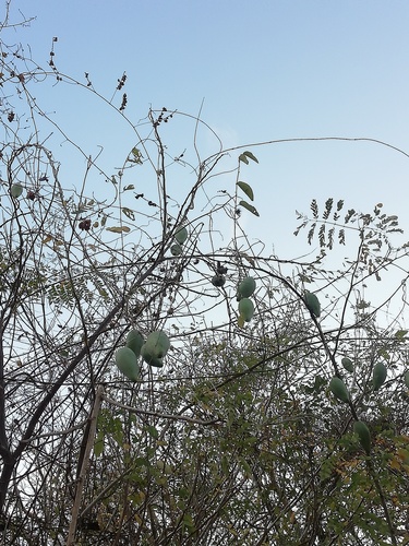 Cynanchum racemosum
