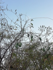 Cynanchum racemosum
