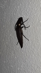 Ignelater havaniensis