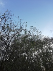 Cynanchum racemosum