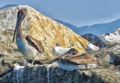 Pelecanus occidentalis