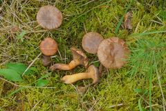 Chroogomphus mediterraneus