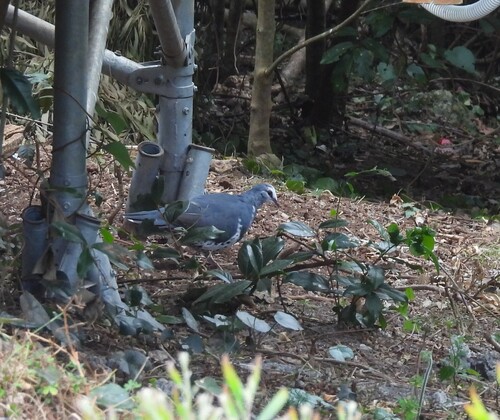 Wonga Pigeon (Leucosarcia melanoleuca), photo 6