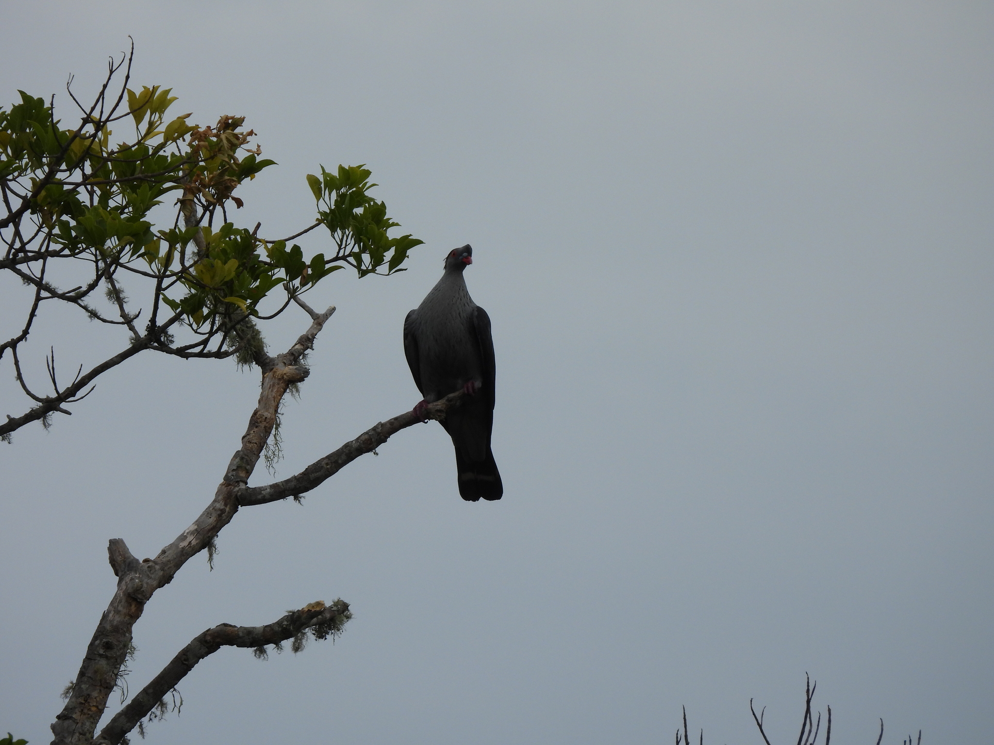 Topknot Pigeon (Lopholaimus antarcticus), photo 5