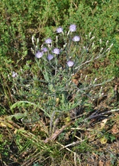 Klasea erucifolia