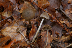 Entoloma dysthales