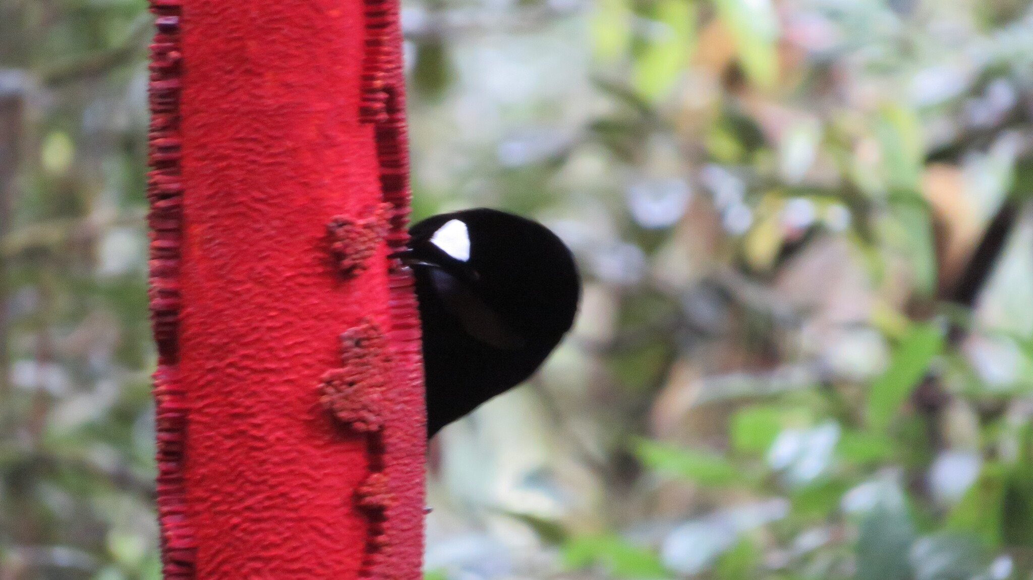 Western Parotia (Parotia sefilata), photo 2