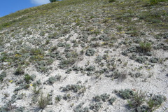 Artemisia hololeuca