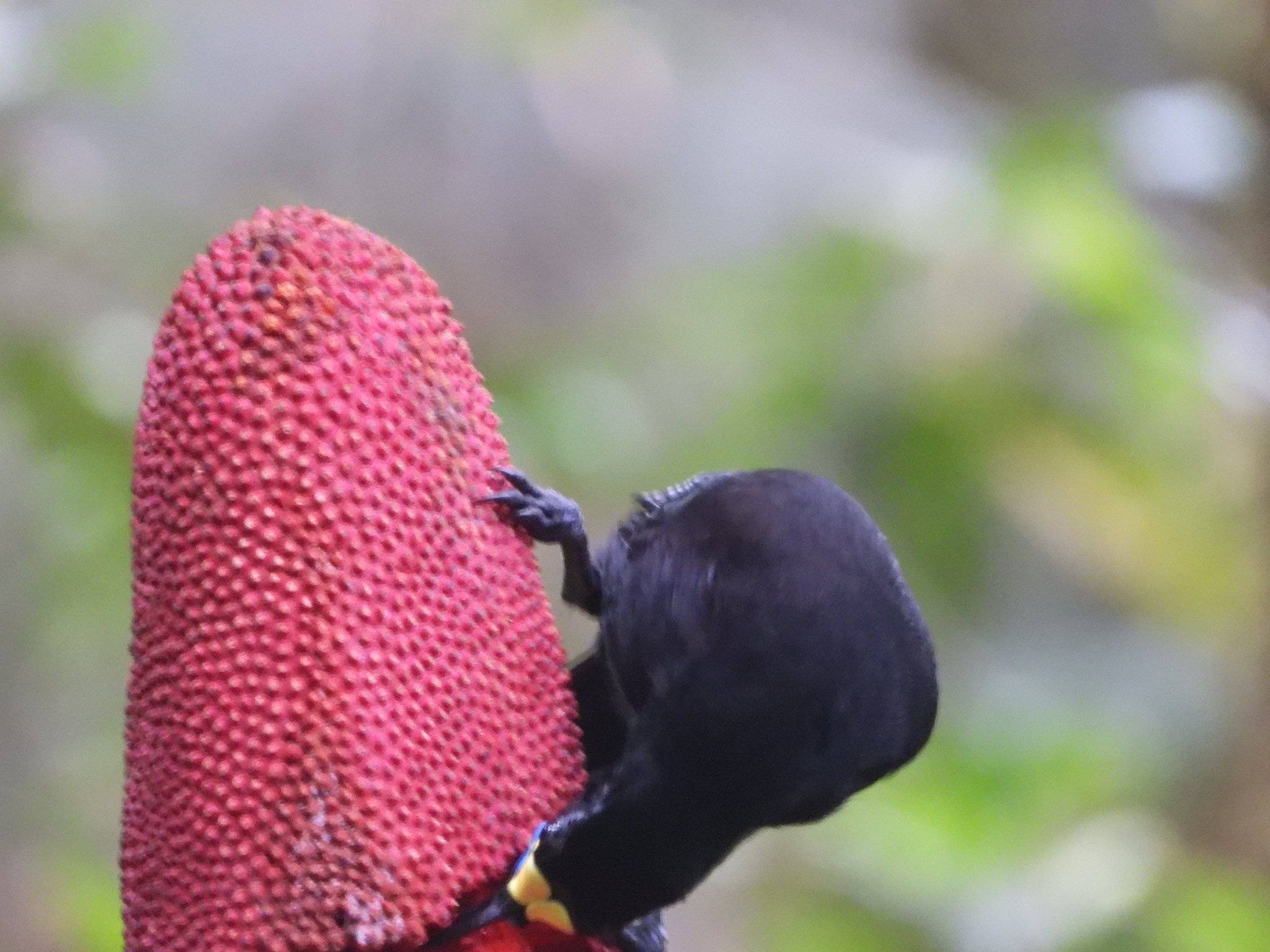 Long-tailed Paradigalla (Paradigalla carunculata), photo 2