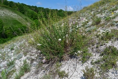 Scrophularia cretacea