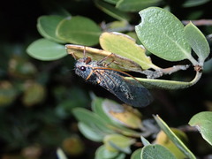Platypedia bernardinoensis