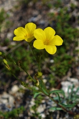 Linum ucranicum