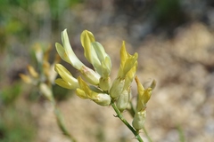 Astragalus albicaulis