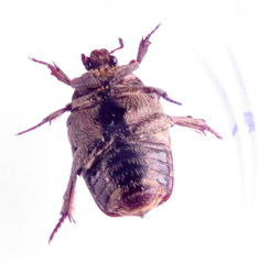 Protaetia fusca