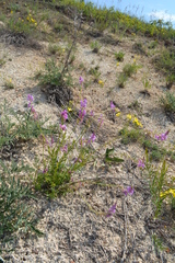 Polygala cretacea