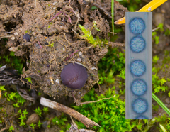 Marcelleina persoonii