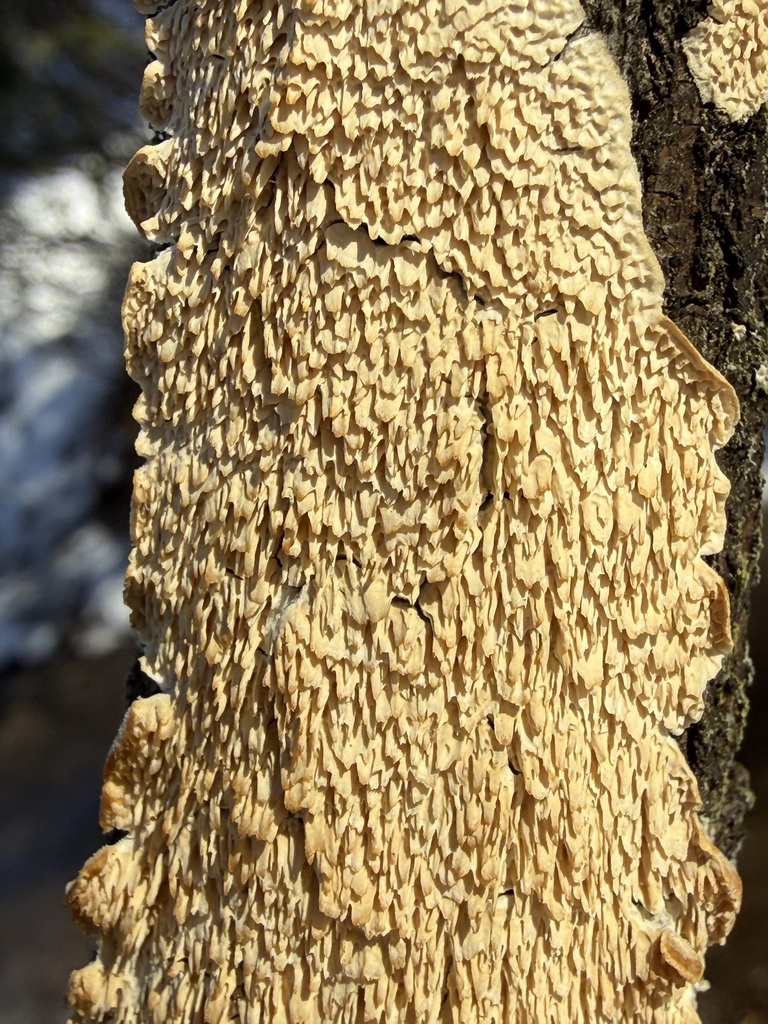 Irpex lacteus · February 2026 · photo: © tanner-lichens-shrooms (iNaturalist, cc-by)