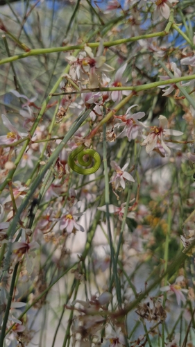 Moringa peregrina