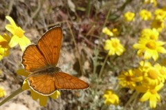 Tharsalea nivalis