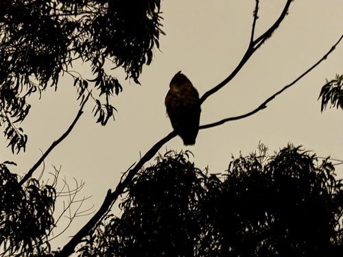 View observation of {o.common_name} on iNaturalist