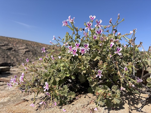 Pelargonium echinatum, photograph 6