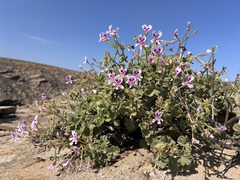 Pelargonium echinatum, photograph author not stated, no rights reserved