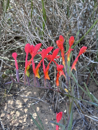 Pouch Pypie (Gladiolus saccatus)