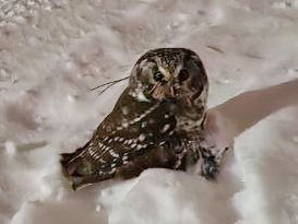 Boreal Owl (Aegolius funereus), photo 4