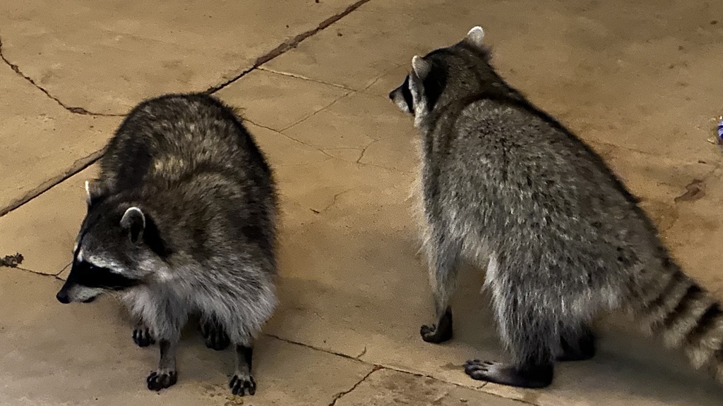 Common Raccoon from E Valencia Ave, Burbank, CA, US on February 11 ...