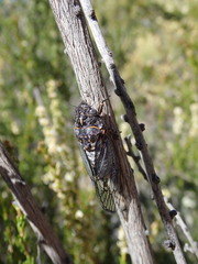 Clidophleps wrighti