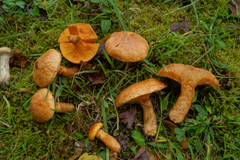Suillus tridentinus