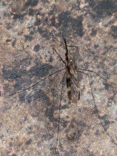 Unknown species found near Poca, WV, USA