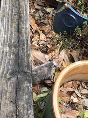 Didelphis virginiana