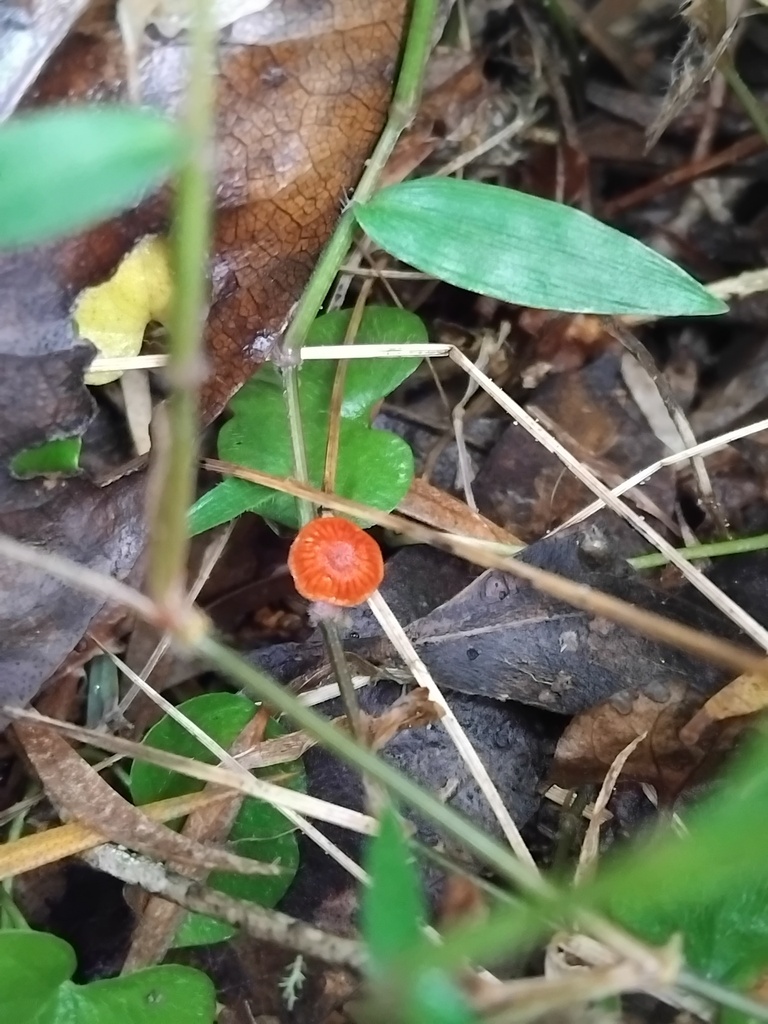 Cruentomycena viscidocruenta