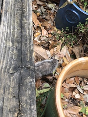 Didelphis virginiana