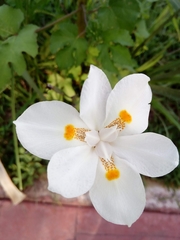 Dietes