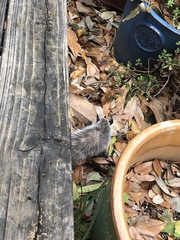 Didelphis virginiana