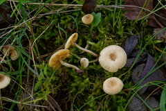 Tubaria dispersa