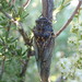 Clidophleps blaisdellii - Photo (c) Jeff Cole, algunos derechos reservados (CC BY-NC), subido por Jeff Cole