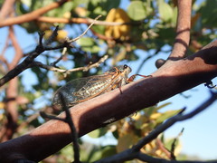 Platypedia bernardinoensis